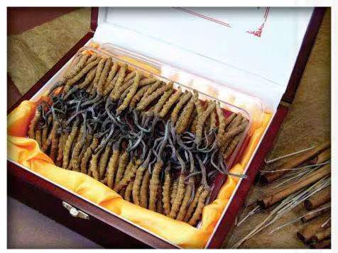 城中冬虫夏草回收